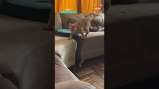 This Cat Has Mastered The Art Of Stealth 🤯