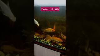beautiful fish #fish #watch #watertank #aquarium #fishaquarium #goldenfish #tigerfish