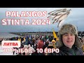 PALANGOS stinta 2024. Корюшка по 10 евро? НАЛЕТАЙ! ЛИТВА