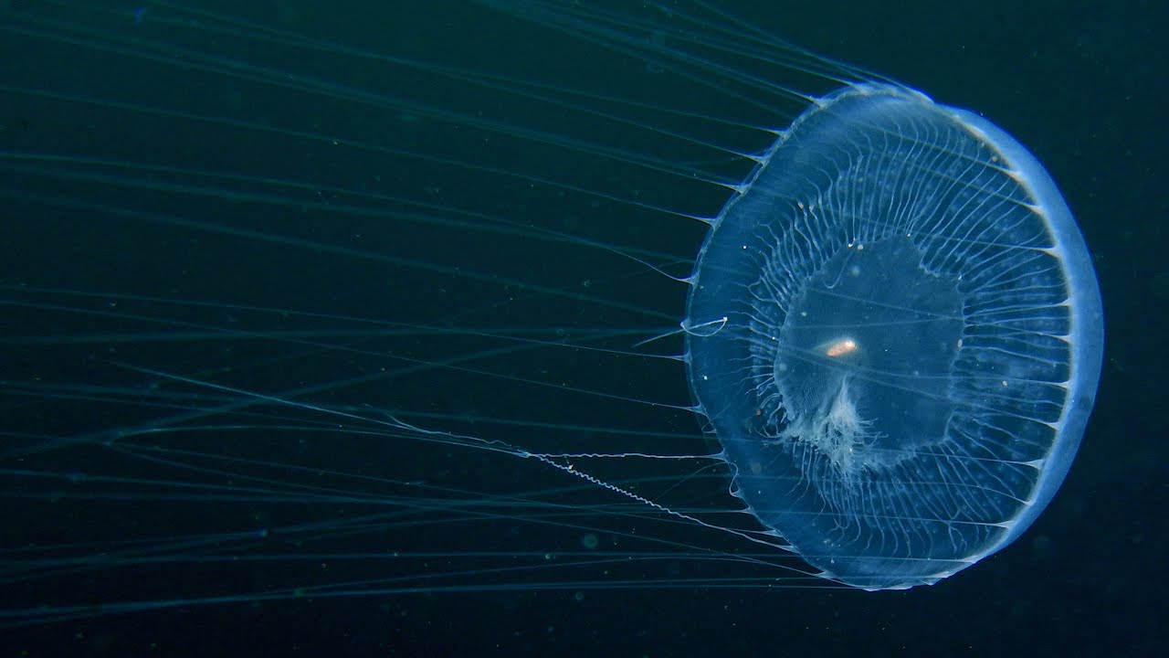 Brasil debaixo d’água – água-viva