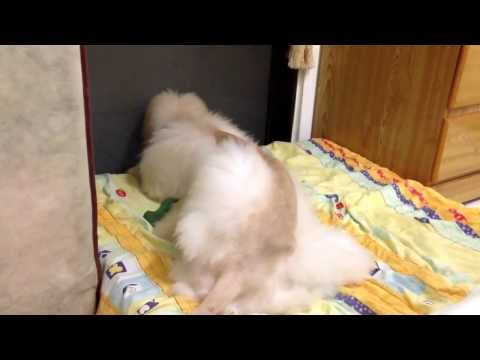 阿富汗獵犬Cooper