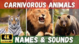 Carnivorous Animals Names and Sounds | Carnivorous  Animals 4K |  Carnivores #carnivorous #4kvideo screenshot 3