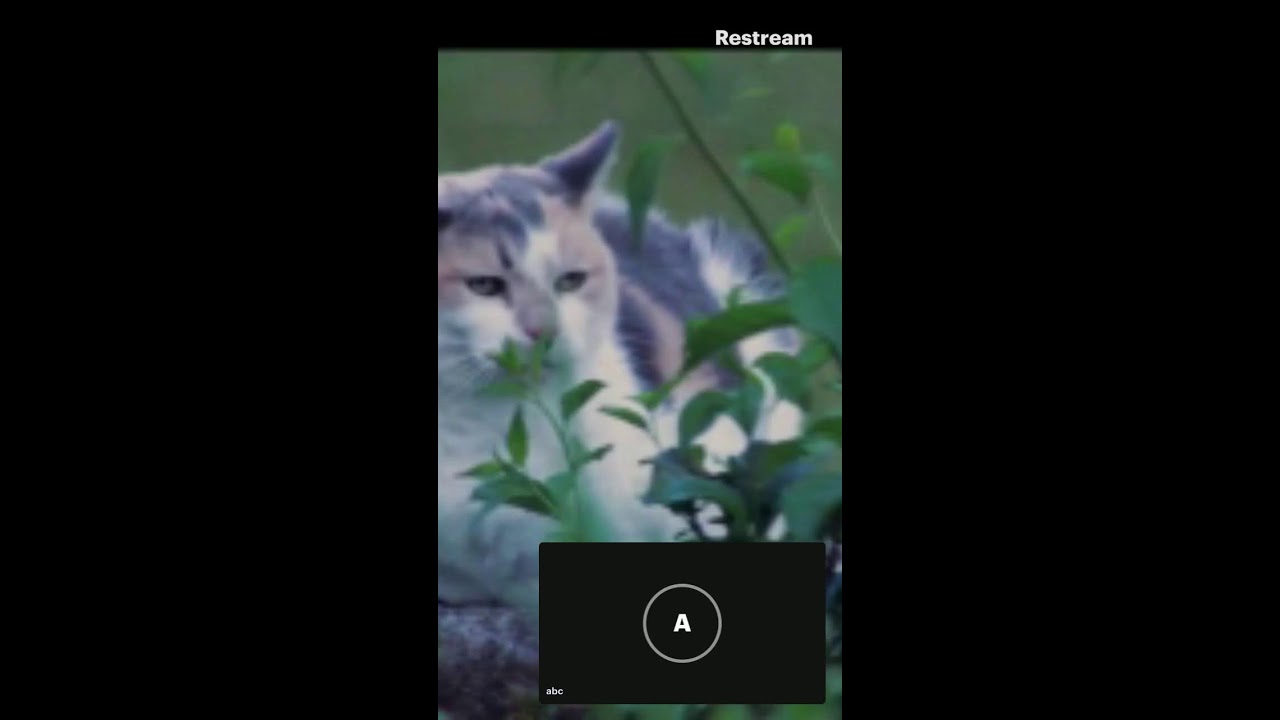 Cat Music for Deep Sleep - Calming Melodies to Relax Anxious Felines Winter Cozy Vibes