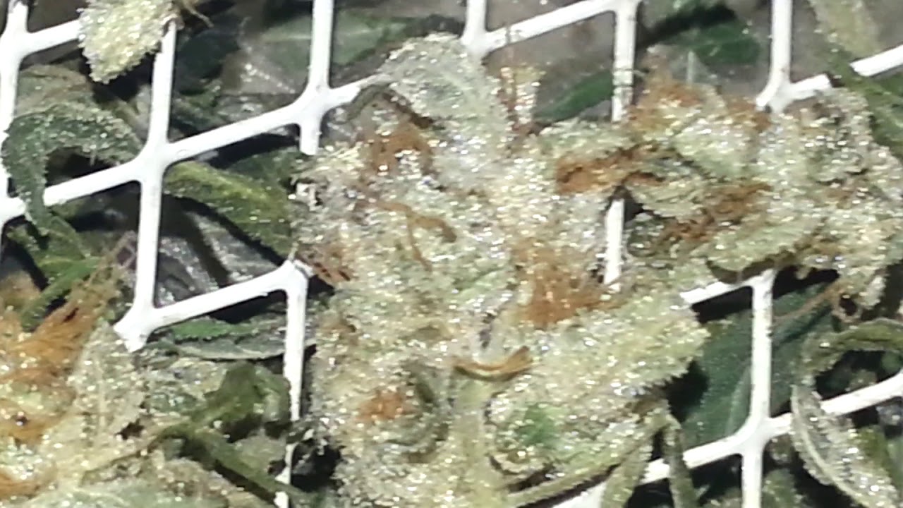 Dos si dos 33  - Barneys farm