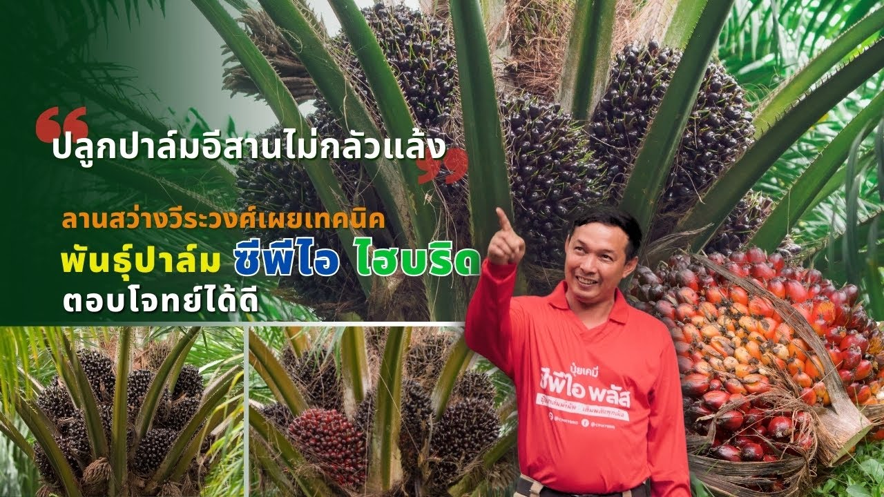 [Eng Subs] ปลูกปาล์มอีสานไม่กลัวแล้ง พันธุ์ปาล์ม ซีพีไอ ไฮบริด ตอบโจทย์ได้ดี