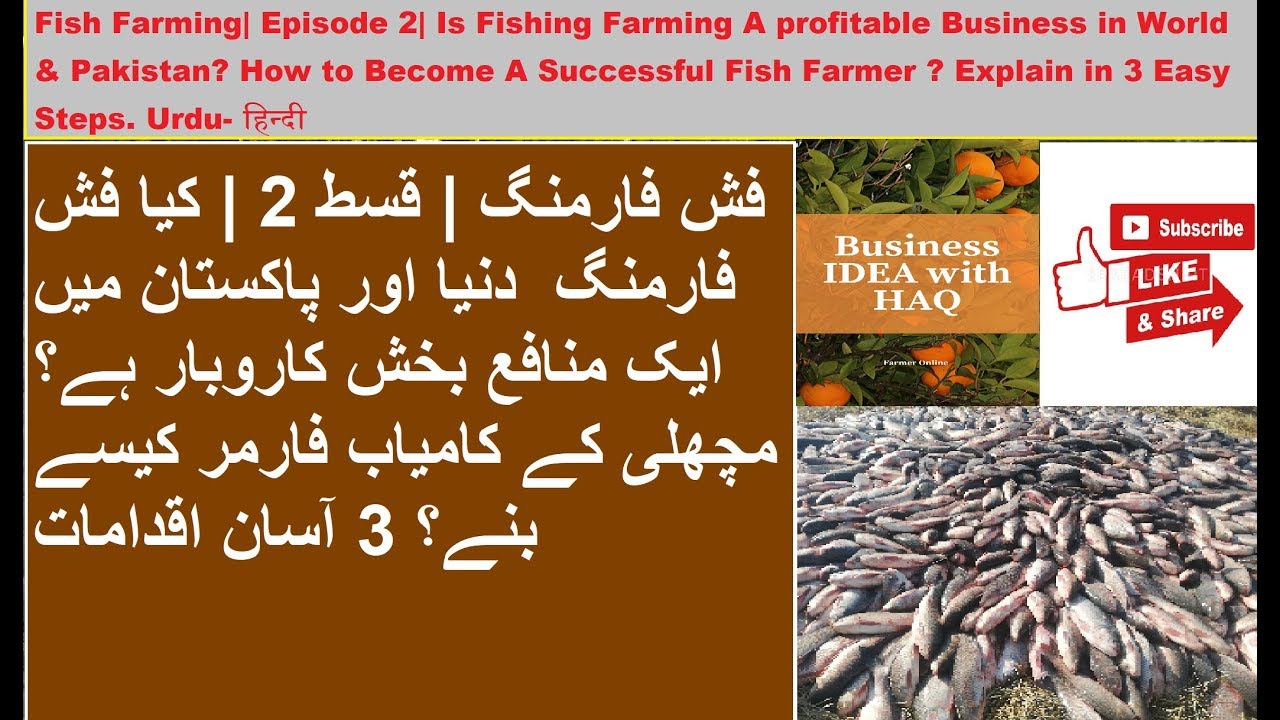 fish-farming-episode-2-fish-farming-a-profitable-business-urdu