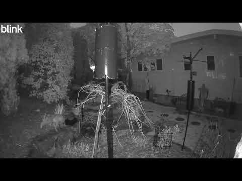 4-30-2029 2:56AM Red Fox