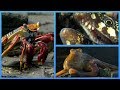 Crab vs Eel vs Octopus | Blue Planet II