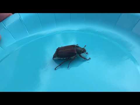 Video: How to deal with Maybugs?