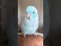 手の上で落ち着くマメルリハ