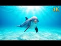 DOLPHINS OF MALDIVES 🐬 30 Minutes of Pure Ocean Magic | Crystal Clear Water & Coral Reefs 4K