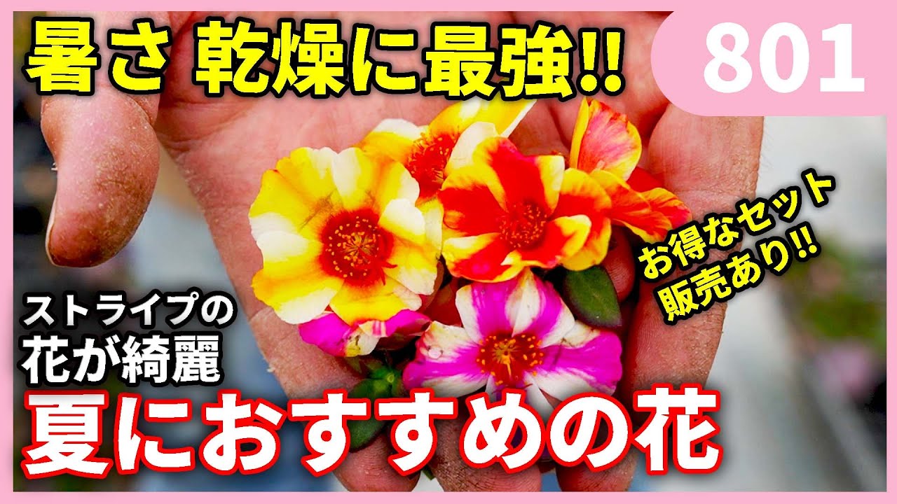 はなのなに A cute flower that is extremely resistant to dryness by Gardening
