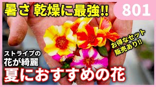 A cute flower that is extremely resistant to dryness by Gardening