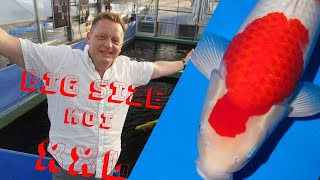 Koi Blog 252 Big Size Koi L Auf Der Ogata - Koi - Farm