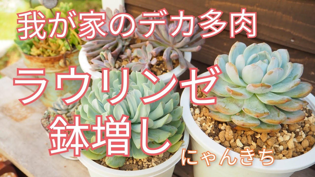 多肉植物]我が家のデカ多肉ラウリンゼを鉢増してさらに大きく😊 - YouTube