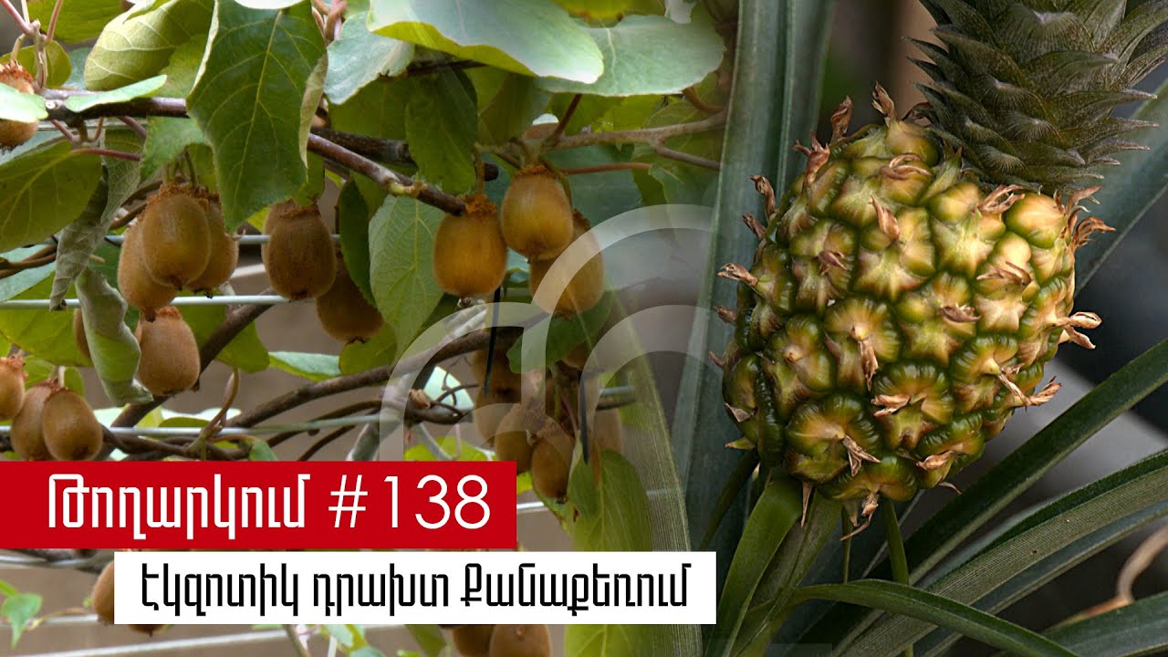 ԱՐՄԱՆԸ, ՆՐԱ ԱՃԵՑՐԱԾ ԿՈՆՖԵՏԻ ԾԱՌԸ, 2 ԿԳ-ԱՆՈՑ ԿԻՏՐՈՆՆ ՈՒ ԴՐԱԽՏԻ ԱՅԳԻՆ