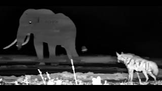 ol Donyo Kenya ~ A Sleepy Elephant and a Cautious Striped Hyena! May21, 2026