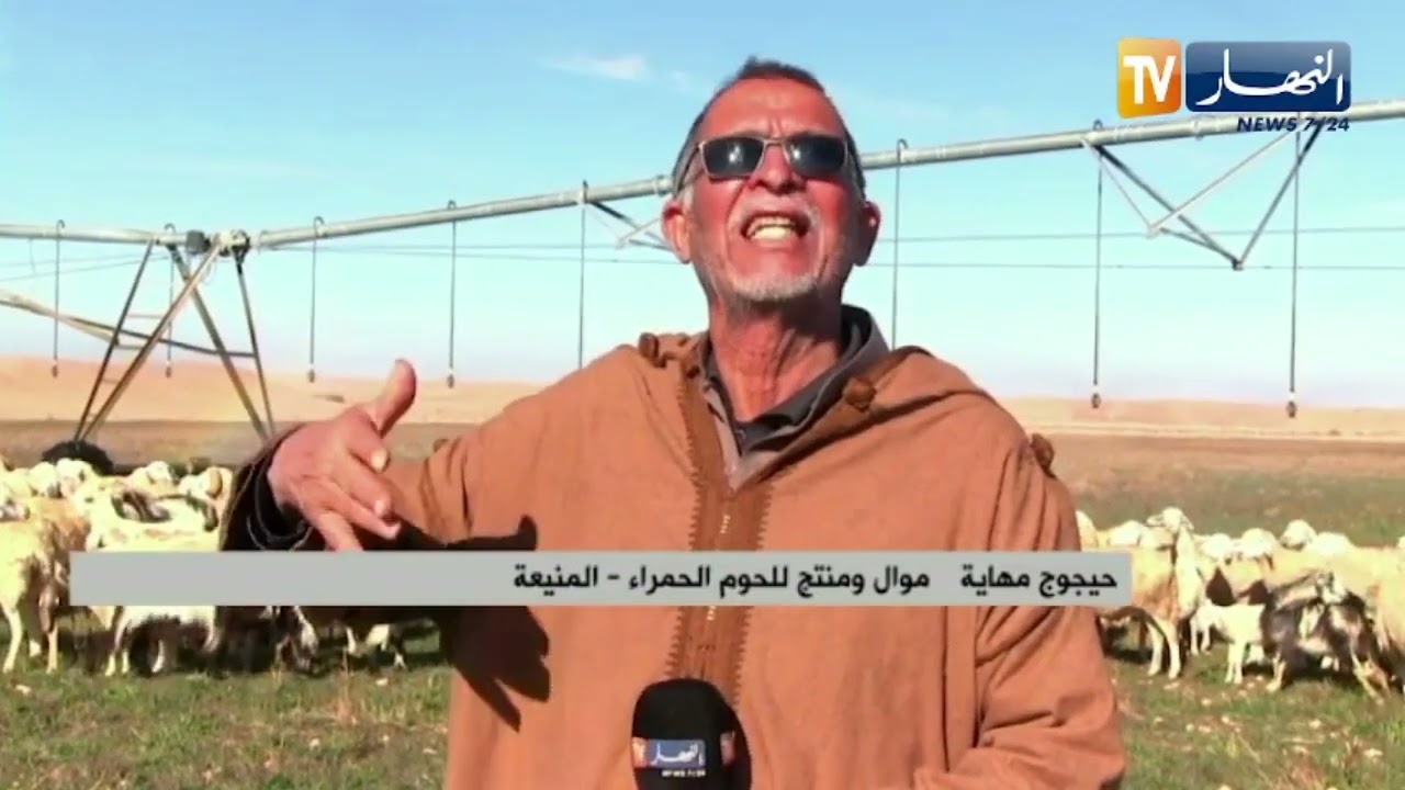 المنيعة: بعد غلاء العلف.. الرعي داخل المزارع ملاذ موالين لخفض تكلفة إنتاج اللحوم