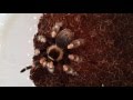 Новый паук-птицеед Brachypelma smithi