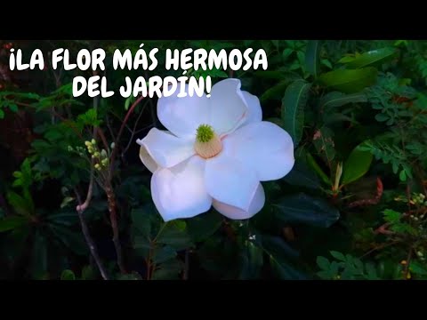 Vídeo: Magnòlia De Flors Grans (24 Fotos): Descripció De La Grandiflora, Que Es Cultiva A Casa, Que Sembra I Es Cura, Que Es Reprodueix