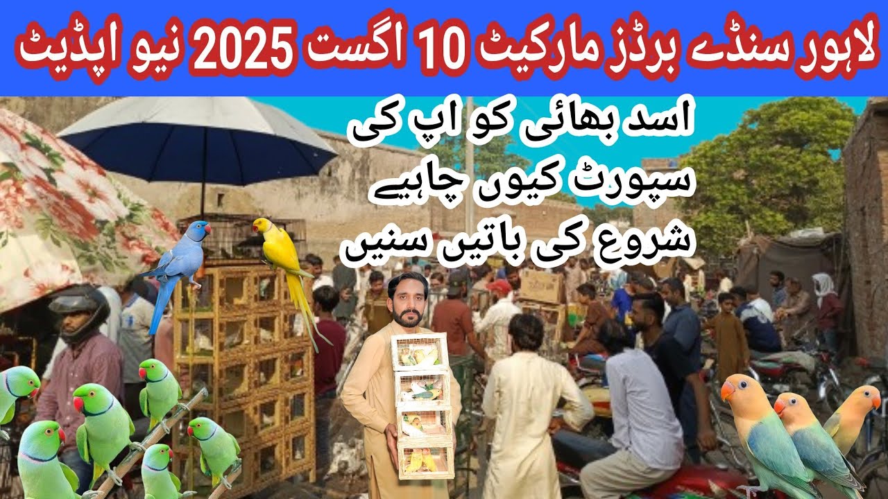 Lahore Sunday Birds Bazaar 10 Aug2025 new update.. low price Birds market,@databirdsinfo 