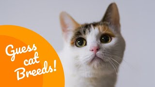 Guess cat's breed! | The Picture Game screenshot 4