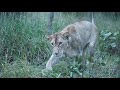 Lions acting like playful big cats