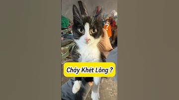 Chú Mèo Đáng Thương😿 Bị Thay Bộ Lông #Mèoúớ #thúcưng #vậtnuôi #chómèohàihước #shorts