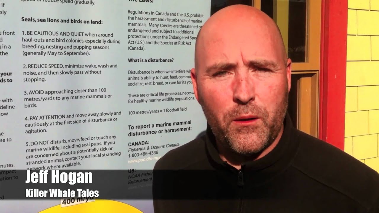 Orca Fest on Alki in West Seattle