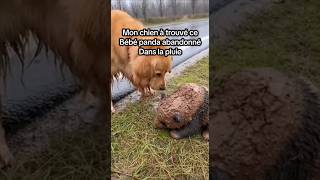 mon chien à trouvé ce bébé panda abandonné dans la pluie #animaux #panda #amour #sauvetagedesanimaux