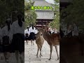 東大寺と鹿さん #奈良公園 #文化財