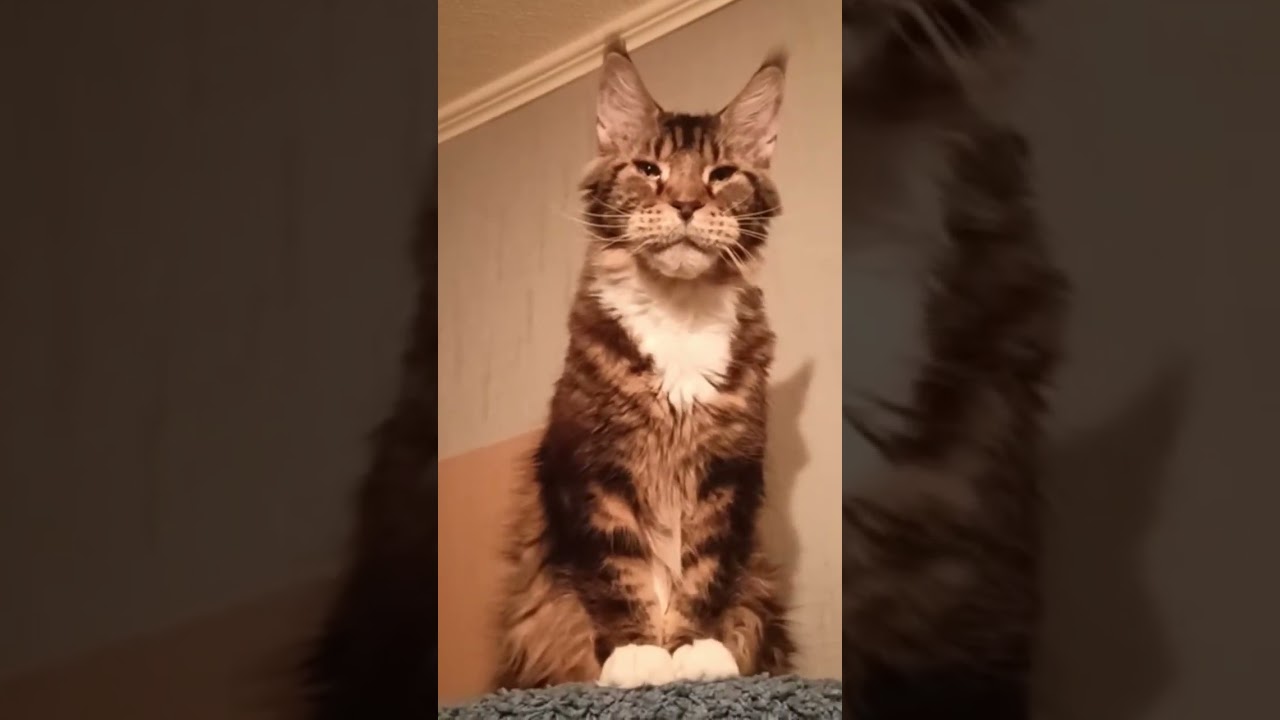 А если Жулики?🐅🏡