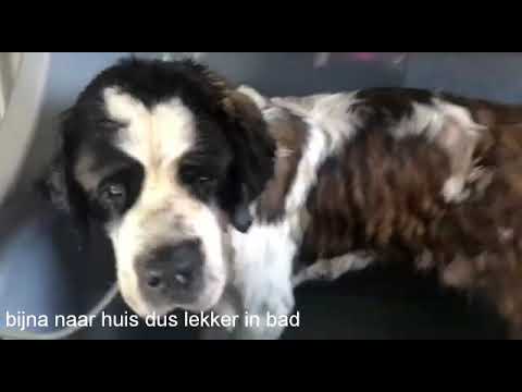 Dusver campus Bakken Hondengedragsdeskundige Anniek Winters | Roedelopname hond Simba - YouTube