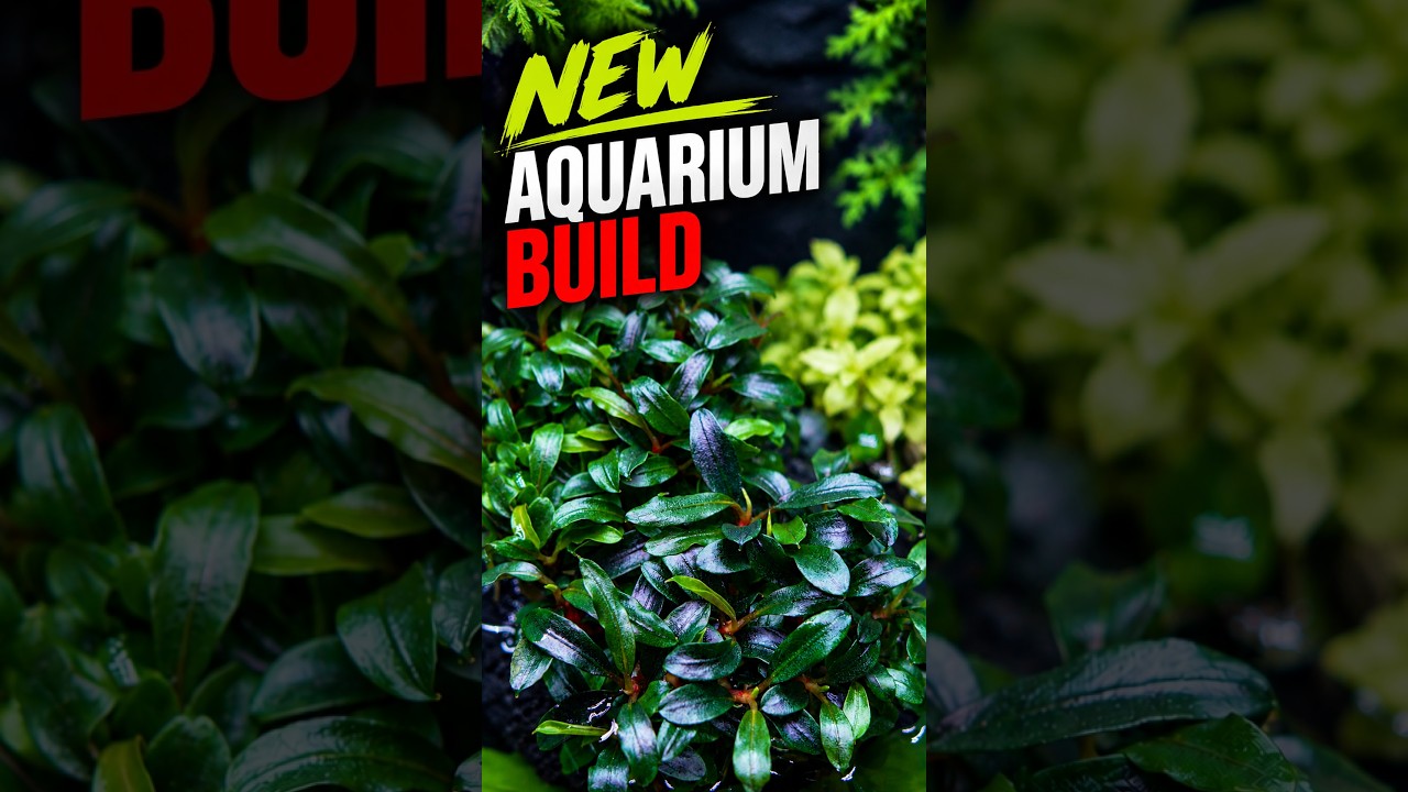Building a Stunning Aquarium with Guppies and Plants #aquariumdesign #fish