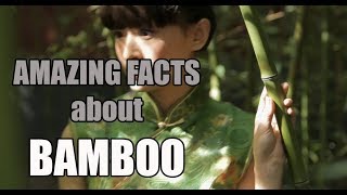 Amazing Facts About Bamboo
