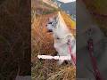 ヤギと友達になりたいハスキー姉妹 #シベリアンハスキー #ハスキー #ハスキー犬