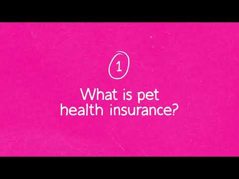 What is Pet Health Insurance? |  Lemonade