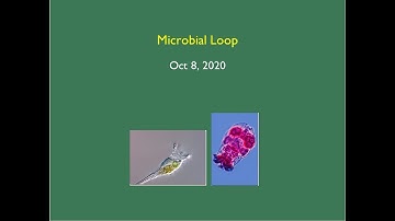 Fall 2020 ENVR 343 10_08_20 Microbial Loop