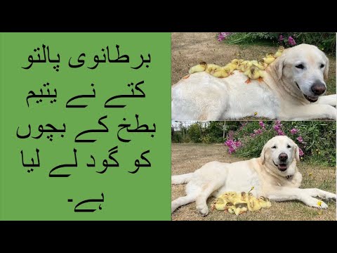 ایک کتے نے 15 بطخوں کی دیکھ بھال کی جب ان کی ماں چلی گئی۔ | British dog adopts 15 duckling