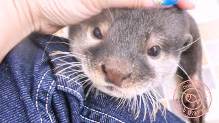 カワウソ赤ちゃんが寝ている間に…While babies sleeping...【baby otter】 by カワウソ-Otter channel 1,198 views 2 years ago 4 minutes, 2 seconds