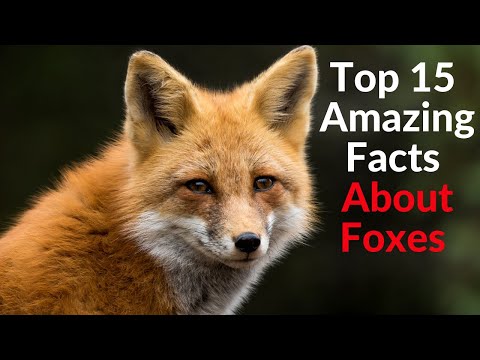 Video: Interesting little-known facts about the life span of a fox, about her habits and diet