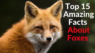 Top 15 Amazing Facts About Foxes  Interesting Facts About Foxes