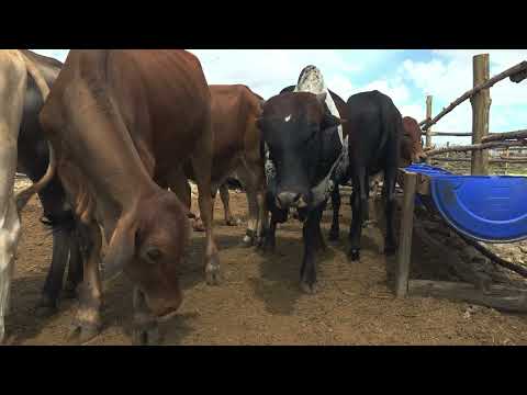BASIC FEEDLOT STRUCTURE 