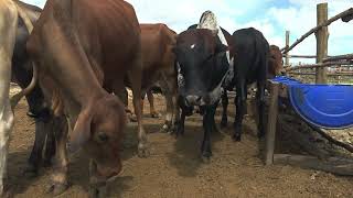 BASIC FEEDLOT STRUCTURE 