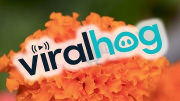 Wasp Feeds on Garden Flower || ViralHog