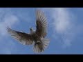 Узбекские бойные голуби Чечни (105)