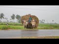 Rain Special!⛈️ Bullock Cart Ride | Bullock Cart Heavy Load Ride