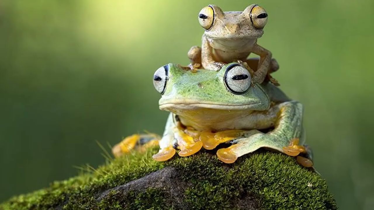 How to Draw a Frog  lesson k=6