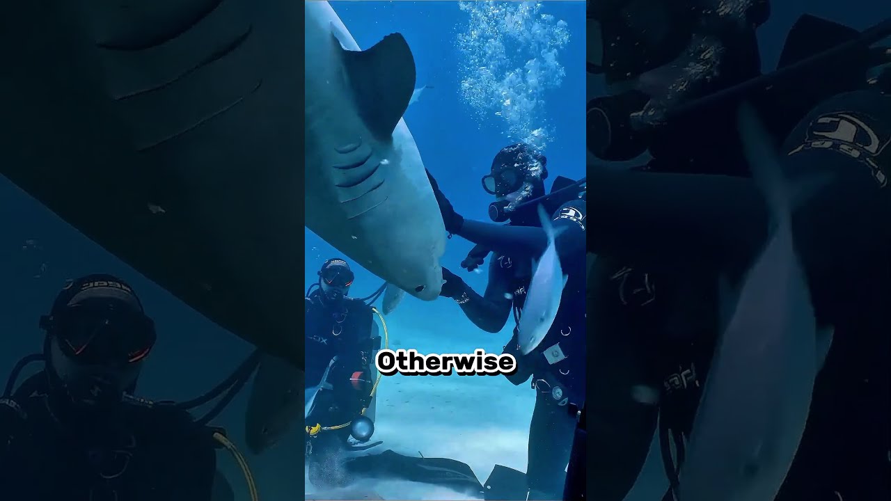 How Can You Paralyze A Shark The Crazy Truth Shorts