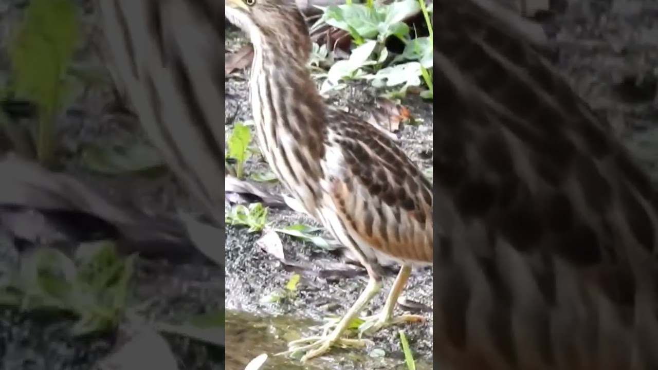 Il Tarabusino- Little Bittern.